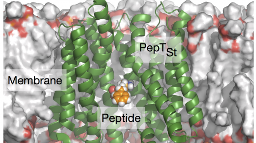 New Publication: Predicting affinities for peptide transporters